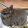 優しい里親様決定しましたありがとうございました☆ サムネイル3