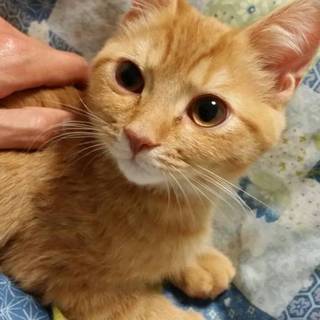 スコちゃんの里親募集中