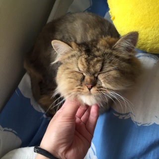 ご近所さん里親さん募集です