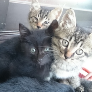 急募！！！子猫里親募集