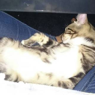 アメリカンカールの里親募集中！