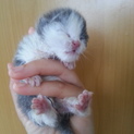手のひらサイズの子猫です！