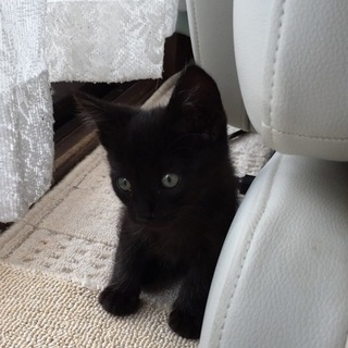 子猫の里親募集