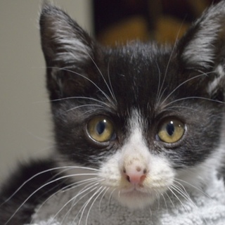 お鼻の模様がかわいい白黒くん