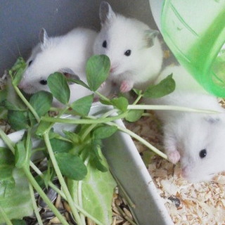 ゴールデン。アイボリー長毛種差し上げます。