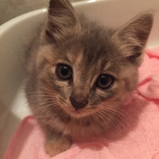 至急です。子猫の里親さんになってください。