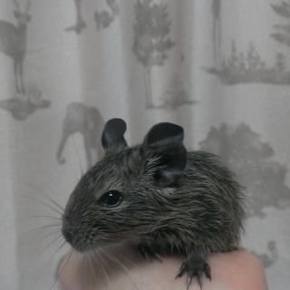 デグー里親募集 (毛色:茶)