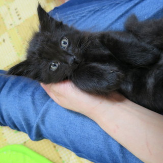 長毛の子猫です。可愛がってくれる方募集中!!