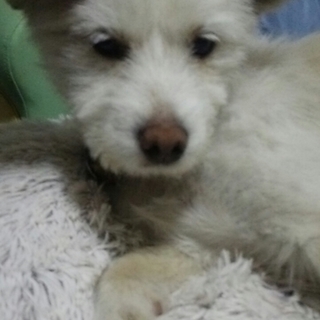 テリア系♂ １才 吠えない！ トイレ完璧！