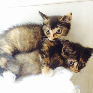 あんみつ＆くろみつ