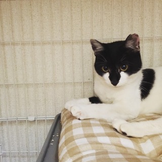 愛嬌満点のウシ柄女子です!!!