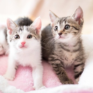 =^-^=  キジ白のカヤ☆