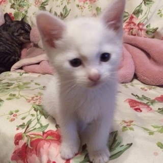 推定生後2ヶ月 全身真っ白の男の子です。