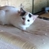三毛猫メス‼︎至急‼︎里親募集‼︎ サムネイル1