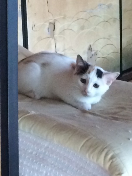 三毛猫メス‼︎至急‼︎里親募集‼︎ サムネイル2