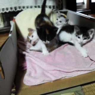 生後１ヶ月子猫の里親募集