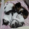 生後１ヶ月子猫の里親募集 サムネイル2