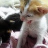 生後１ヶ月子猫の里親募集 サムネイル3