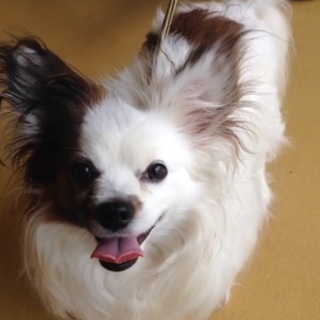 捨てられたレオン