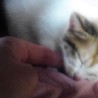 生後１ヶ月子猫の里親募集 サムネイル5