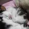 生後１ヶ月子猫の里親募集 サムネイル6