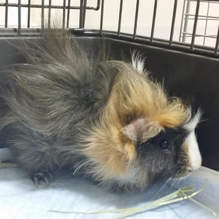 保護モルモット里親様決定しました♪