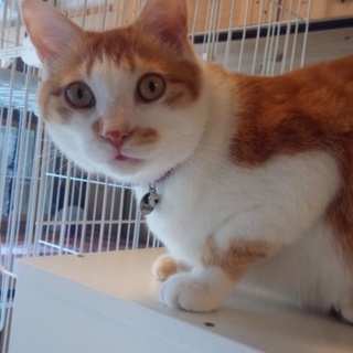 茶トラ白・オス