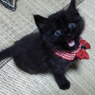 1ヶ月すぎのかわいい黒猫の女の子です！