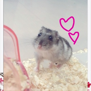 素敵な里親様が見つかりました