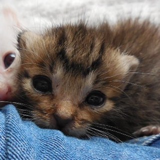 ミルクのお世話ができる飼い主さんを探しています。