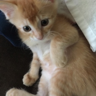 至急対応できる方