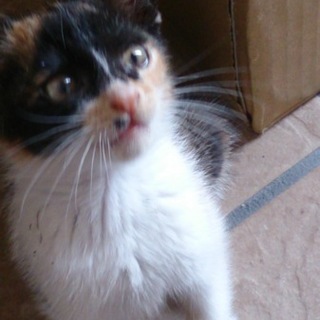 元気いっぱい三毛猫ちゃんの里親募集