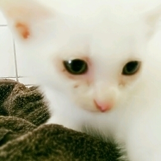 真っ白女の子♪生後二ヶ月未満。