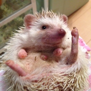 たくさんの応募にて一旦締め切らさせてもらいます