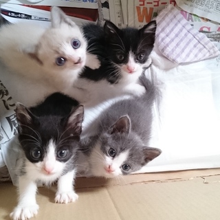 4匹の内 白黒猫一匹の里親さんを募集します