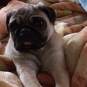 パグの里親募集