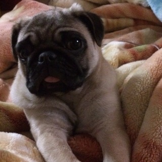 パグの里親募集