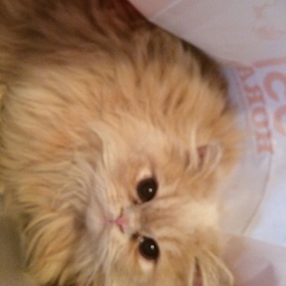 ペルシャの里親募集