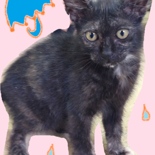 かわいい子猫の里親募集！