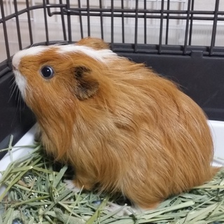 保護モルモット里親様決定しました♪