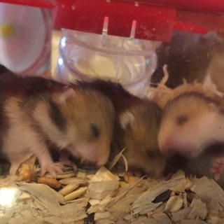 ハムスター飼いませんか?