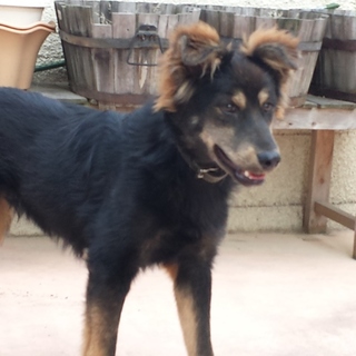 2014年10月頃生まれ ベン君 オス