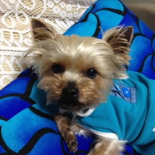 チャンピオン犬の子供 優しいヨーキーです