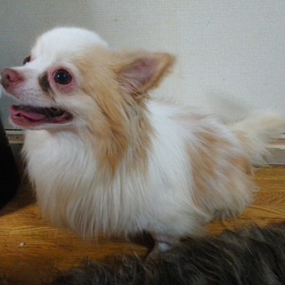 家庭の愛情を注いであげて下さい。