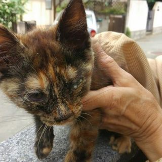 茶黒ブチ柄ネコの里親募集中