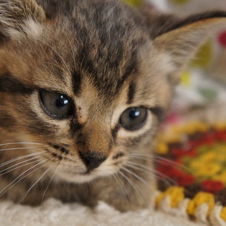 おっとりして可愛い茶トラのクリちゃん