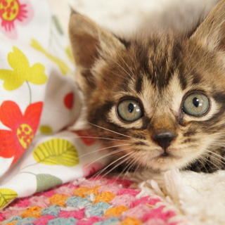 目の綺麗な茶キジのアンちゃん