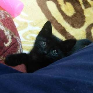 ★近畿★生後2ヶ月くらい　黒猫　男の子