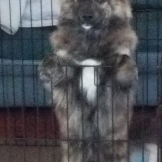 至急の募集です。