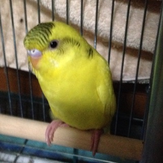 セキセイインコの幼鳥です。